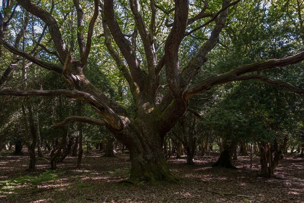 julian, konczak, photography, video, new, forest, a trip out