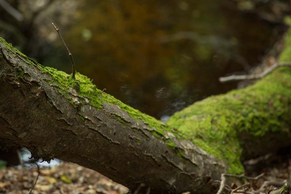 julian, konczak, photography, video, new, forest, a trip out