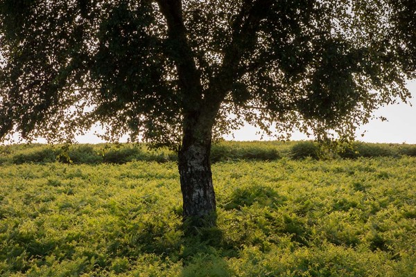 julian, konczak, photography, video, new, forest, a trip out