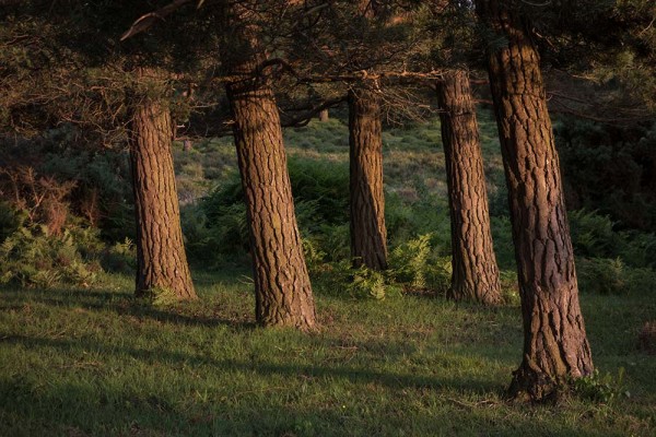 julian, konczak, photography, video, new, forest, a trip out