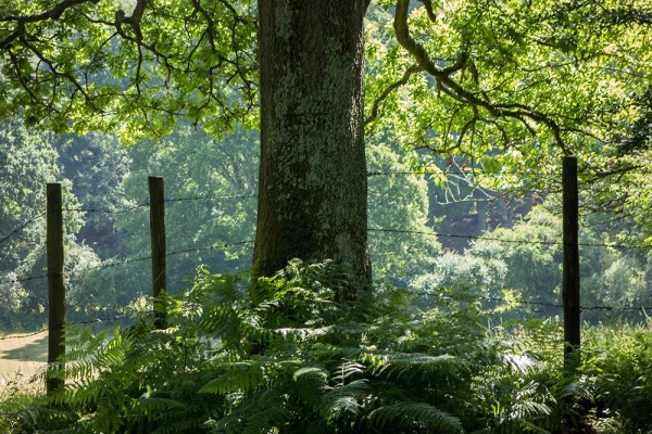 julian, konczak, photography, video, new, forest, a trip out