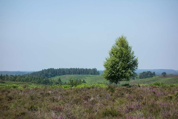 julian, konczak, photography, video, new, forest, a trip out