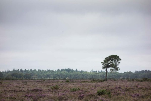 julian, konczak, photography, video, new, forest, a trip out