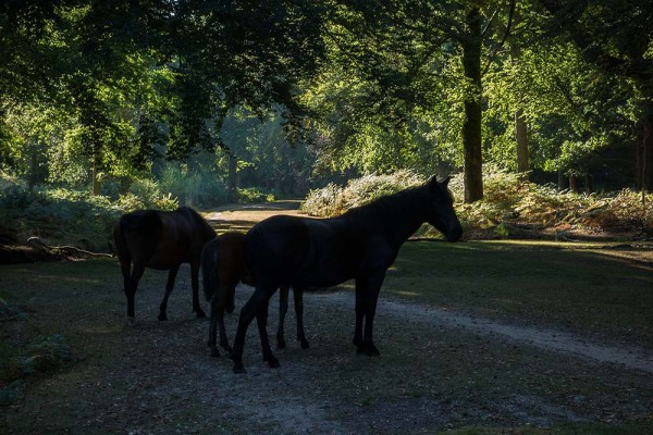 julian, konczak, photography, video, new, forest, a trip out