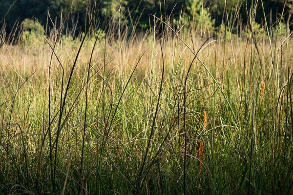 julian, konczak, photography, video, new, forest, a trip out