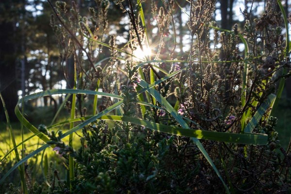 julian, konczak, photography, video, new, forest, a trip out