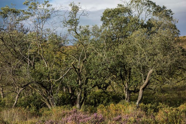 julian, konczak, photography, video, new, forest, a trip out