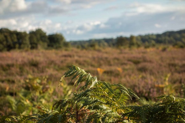 julian, konczak, photography, video, new, forest, a trip out