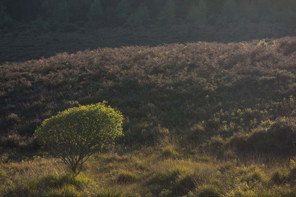 julian, konczak, photography, video, new, forest, a trip out, hightown