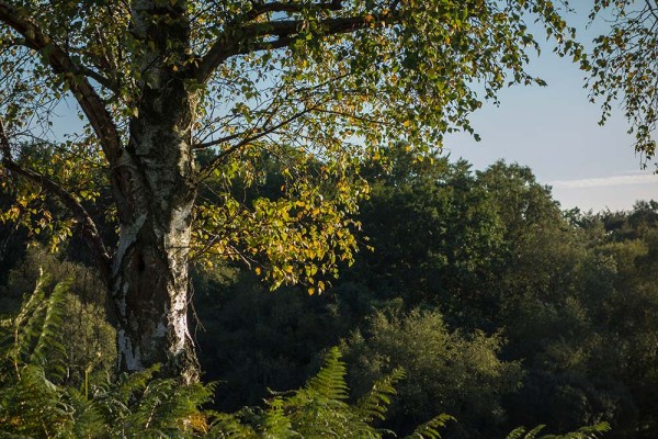 julian, konczak, photography, video, new, forest, a trip out, hightown