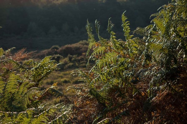 julian, konczak, photography, video, new, forest, a trip out, hightown