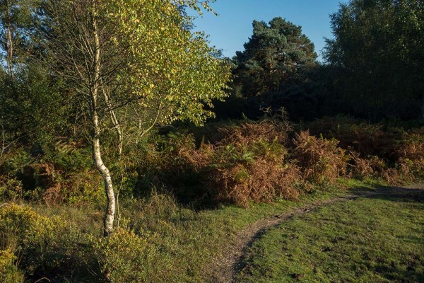 julian, konczak, photography, video, new, forest, a trip out, hightown