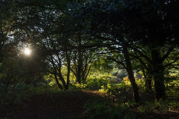 julian, konczak, photography, video, new, forest, a trip out, hightown