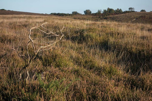 julian, konczak, photography, video, new, forest, a trip out, hightown