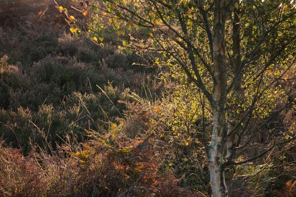 julian, konczak, photography, video, new, forest, a trip out, hightown