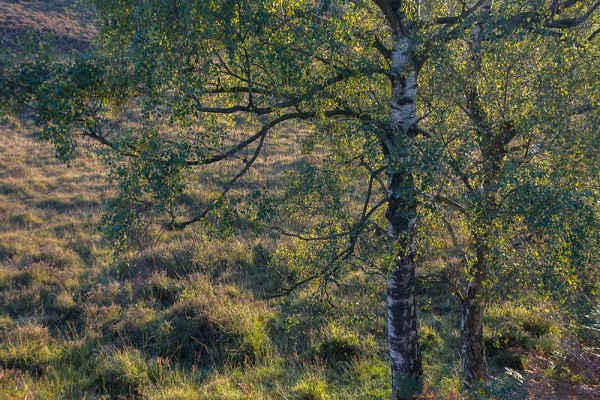 julian, konczak, photography, video, new, forest, a trip out, hightown