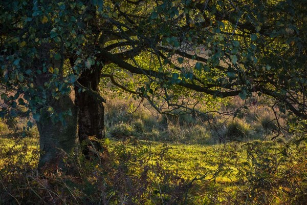 julian, konczak, photography, video, new, forest, a trip out, hightown