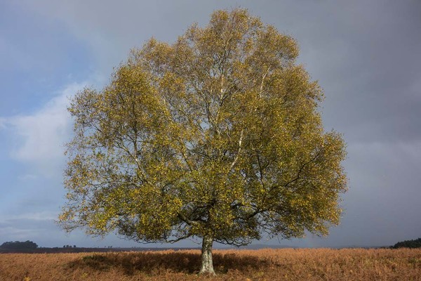 julian, konczak, photography, dockens water, forest trip out, new forest,autumn,