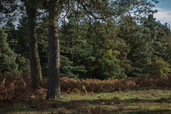 julian, konczak, photography, dockens water, forest trip out, new forest,autumn,