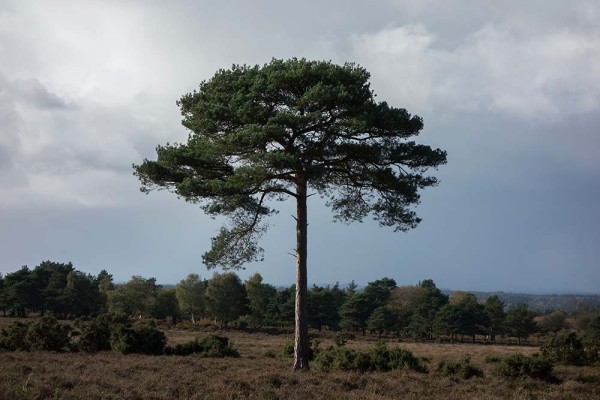 julian, konczak, photography, dockens water, forest trip out, new forest,autumn,