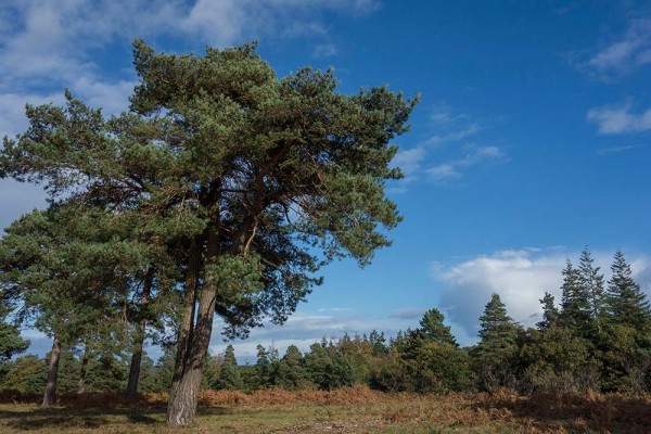 julian, konczak, photography, dockens water, forest trip out, new forest,autumn,