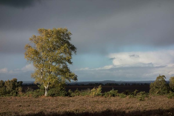 julian, konczak, photography, dockens water, forest trip out, new forest,autumn,