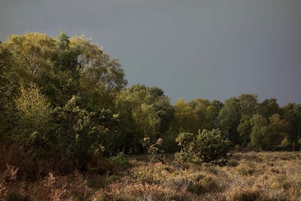 julian, konczak, photography, dockens water, forest trip out, new forest,autumn,