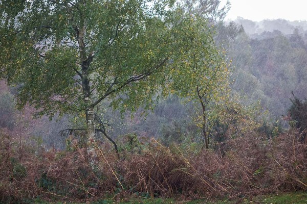 julian, konczak, photography, dockens water, forest trip out, new forest,autumn,