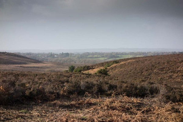 julian, konczak, photography, abbots well, pitts wood inclosure, ashley cross, forest trip out, new forest