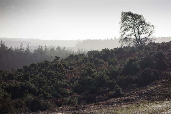 julian, konczak, photography, abbots well, pitts wood inclosure, ashley cross, forest trip out, new forest