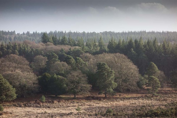 julian, konczak, photography, abbots well, pitts wood inclosure, ashley cross, forest trip out, new forest