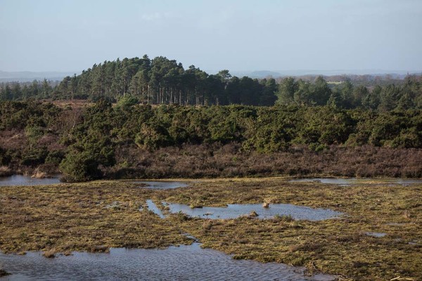 julian, konczak, photography, abbots well, pitts wood inclosure, ashley cross, forest trip out, new forest