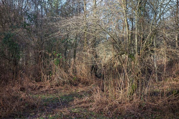 julian, konczak, photography, abbots well, pitts wood inclosure, ashley cross, forest trip out, new forest