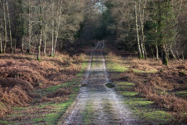 julian, konczak, photography, abbots well, pitts wood inclosure, ashley cross, forest trip out, new forest