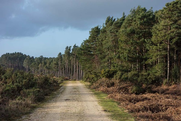 julian, konczak, photography, abbots well, pitts wood inclosure, ashley cross, forest trip out, new forest