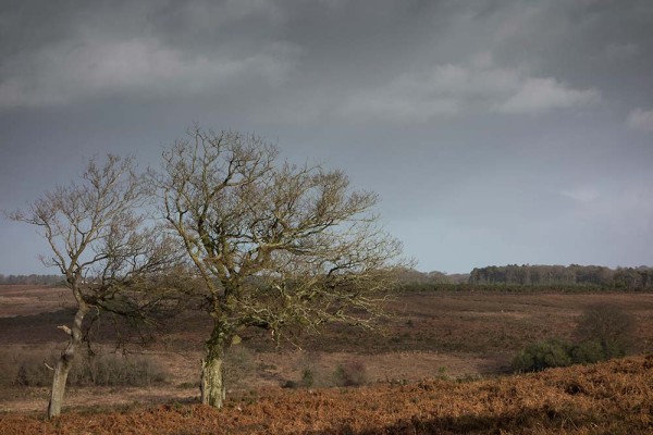 julian, konczak, photography, abbots well, pitts wood inclosure, ashley cross, forest trip out, new forest