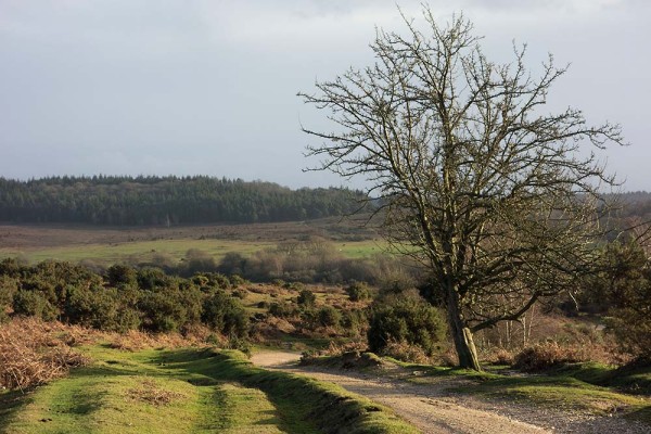 julian, konczak, photography, abbots well, pitts wood inclosure, ashley cross, forest trip out, new forest