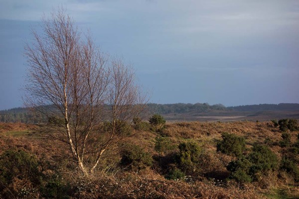 julian, konczak, photography, abbots well, pitts wood inclosure, ashley cross, forest trip out, new forest