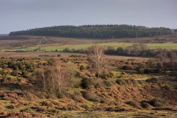 julian, konczak, photography, abbots well, pitts wood inclosure, ashley cross, forest trip out, new forest