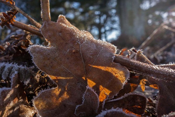 julian, konczak, photography, high corner, hasley wood inclosure, forest trip out, new forest, in search of a vista, winter