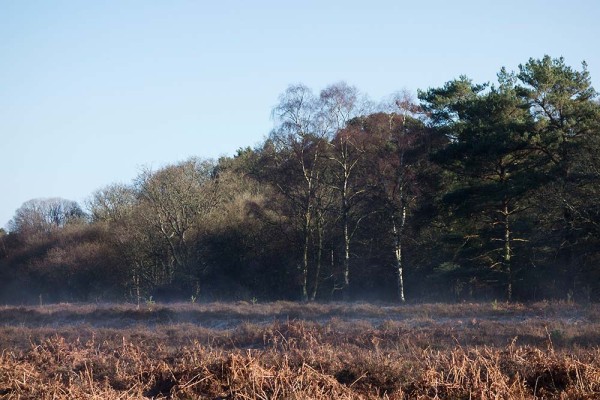 julian, konczak, photography, high corner, hasley wood inclosure, forest trip out, new forest, in search of a vista, winter