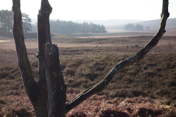 julian, konczak, photography, high corner, hasley wood inclosure, forest trip out, new forest, in search of a vista, winter