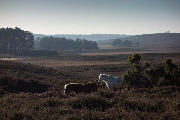 julian, konczak, photography, high corner, hasley wood inclosure, forest trip out, new forest, in search of a vista, winter