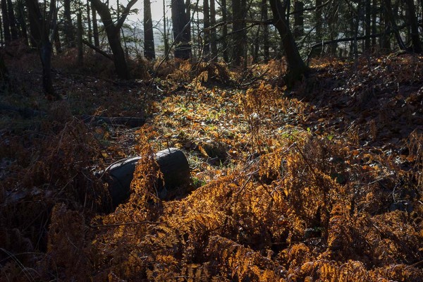 julian, konczak, photography, high corner, hasley wood inclosure, forest trip out, new forest, in search of a vista, winter