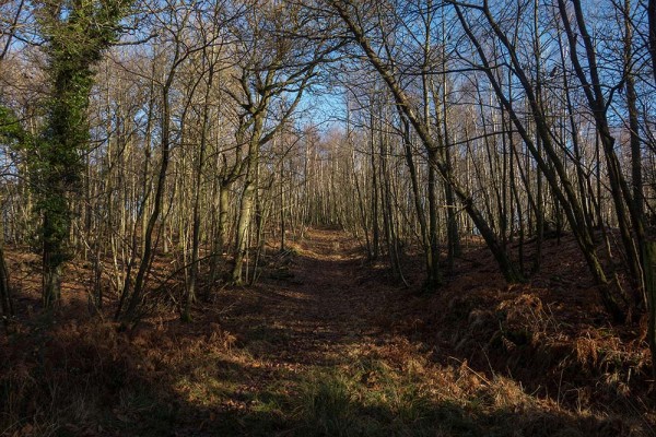 julian, konczak, photography, high corner, hasley wood inclosure, forest trip out, new forest, in search of a vista, winter