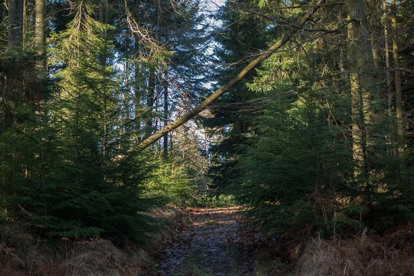 julian, konczak, photography, high corner, hasley wood inclosure, forest trip out, new forest, in search of a vista, winter