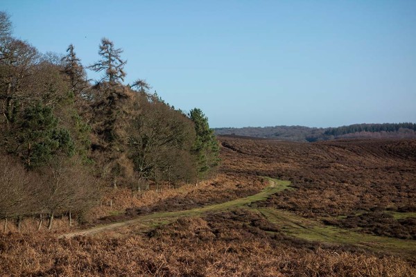 julian, konczak, photography, high corner, hasley wood inclosure, forest trip out, new forest, in search of a vista, winter