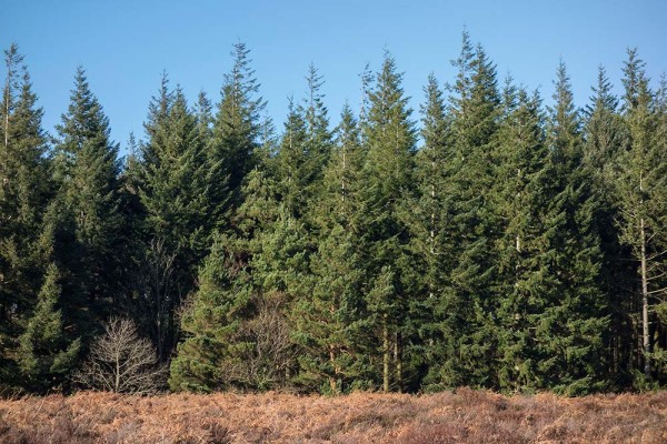 julian, konczak, photography, high corner, hasley wood inclosure, forest trip out, new forest, in search of a vista, winter