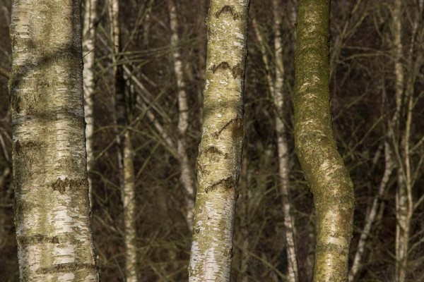 Chatley Wood,julian, konczak, photography, forest trip out, new forest, in search of a vista, winter