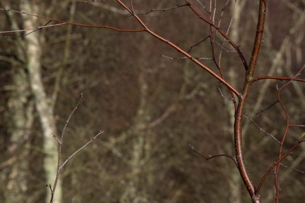 Chatley Wood,julian, konczak, photography, forest trip out, new forest, in search of a vista, winter